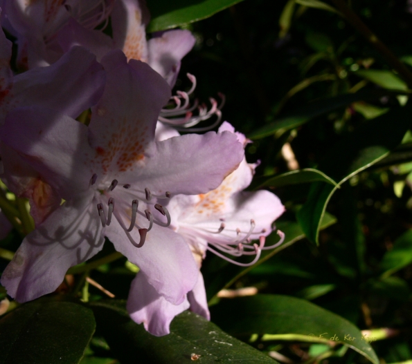 Bois des Moutiers (52) Juin 2012